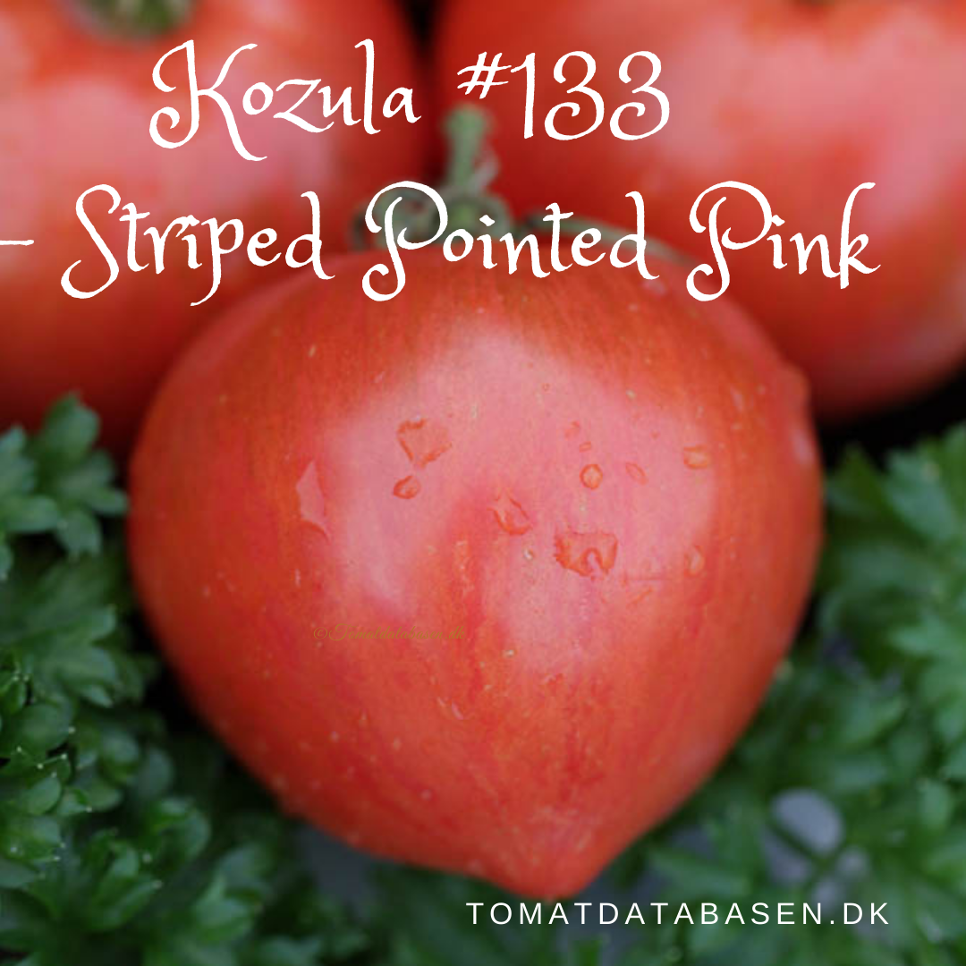 Kozula #133 - Striped Pointed Pink